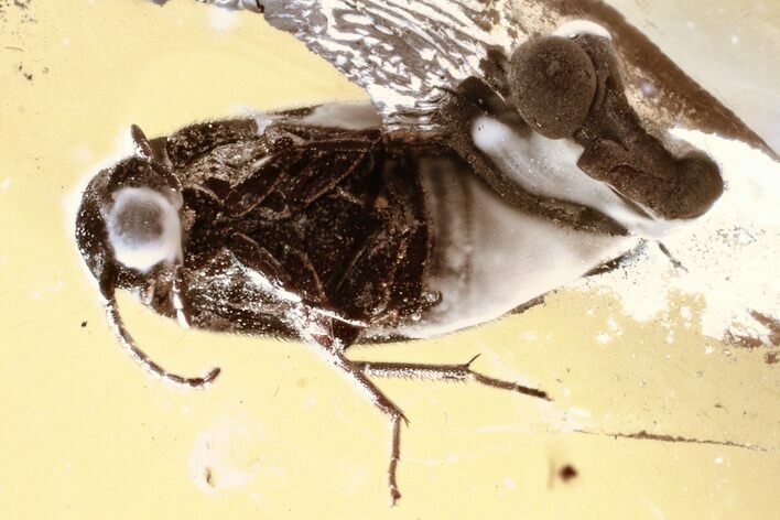 Detailed Fossil False Flower Beetle (Scraptiidae) in Baltic Amber #346603